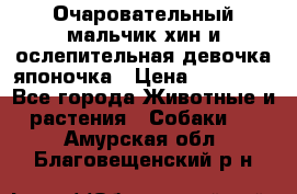 Очаровательный мальчик хин и ослепительная девочка японочка › Цена ­ 16 000 - Все города Животные и растения » Собаки   . Амурская обл.,Благовещенский р-н